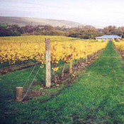 The vineyard is meticulously maintained to provide fruit of optimum quality.&nbsp; Vines are hand-pruned, trained and harvested.&nbsp; 
