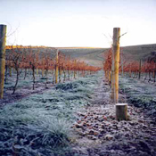 Super premium, boutique style, cool climate wines, Pinot Noir, Chardonnay, Shiraz, Sauvignon Blanc, Pinot Gris, 100% Estate grown
